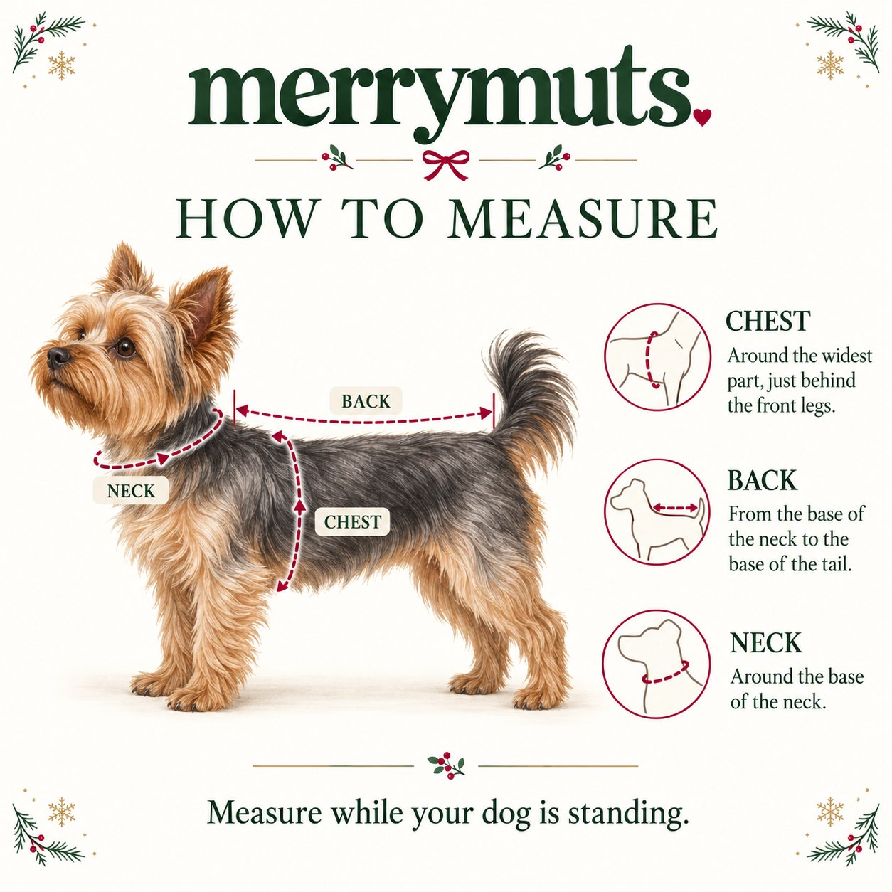 How to measure your dog's chest, back and neck